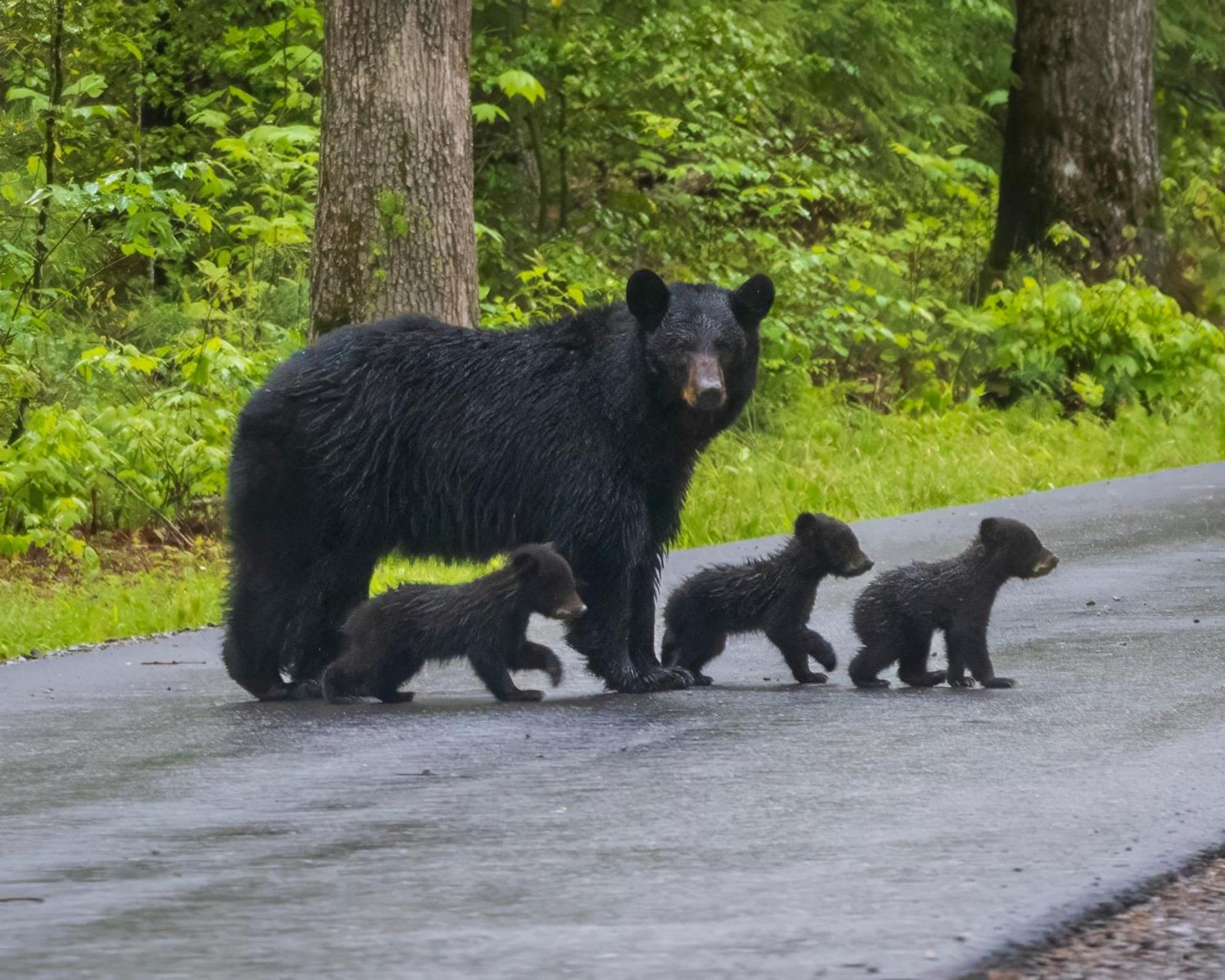 Papa Bear, Hot Tub, Wifi, 1089 Free Tickets Each Paid Day, Dollywood And More Sevierville Luaran gambar